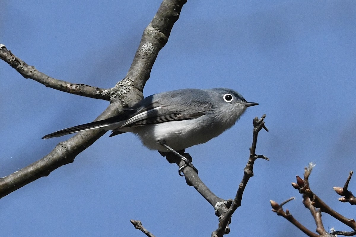 Blue-gray Gnatcatcher (Eastern) - ML435559101