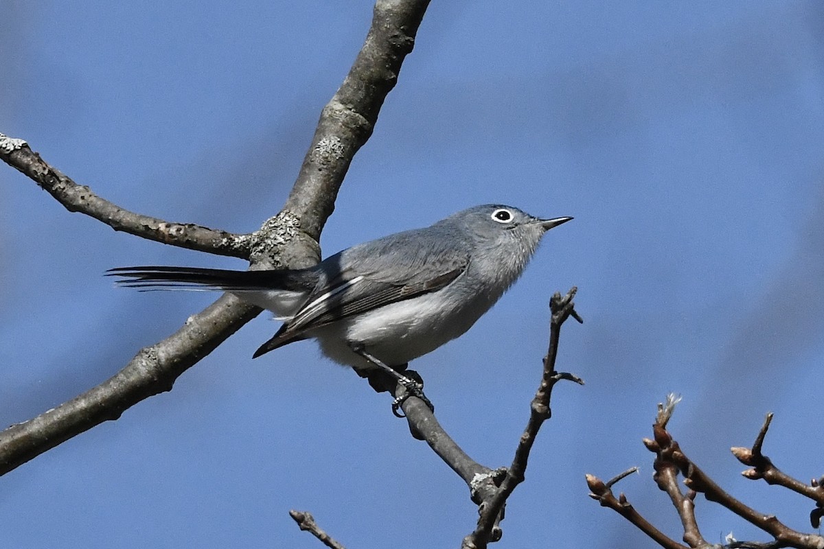 Blue-gray Gnatcatcher (Eastern) - ML435559111