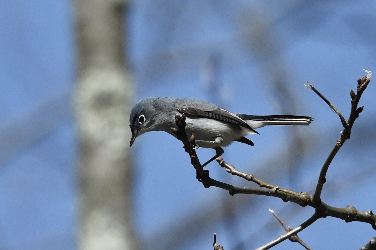 Blue-gray Gnatcatcher (Eastern) - ML435559121