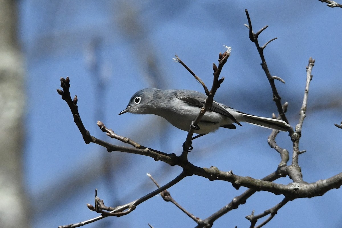 Blue-gray Gnatcatcher (Eastern) - ML435559131