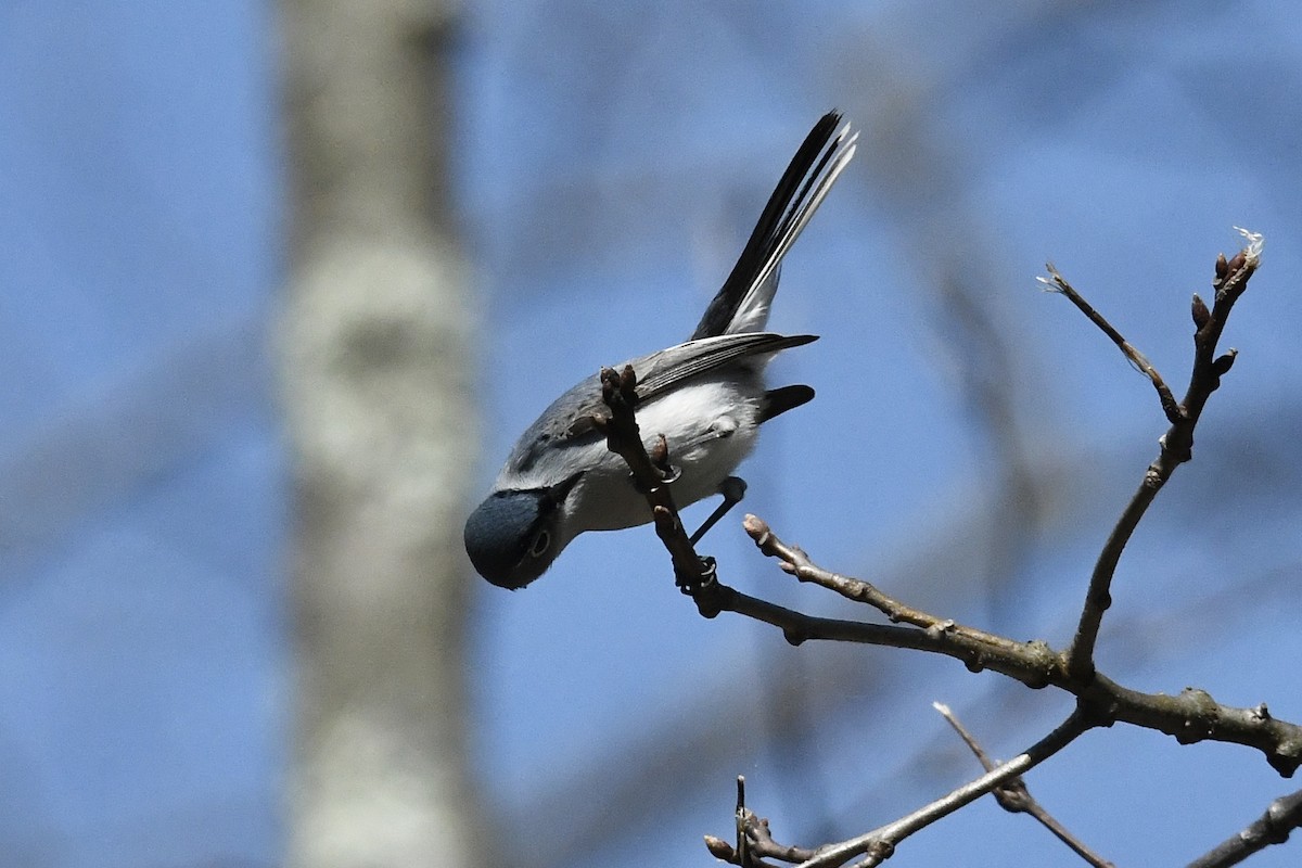 Blue-gray Gnatcatcher (Eastern) - ML435559161