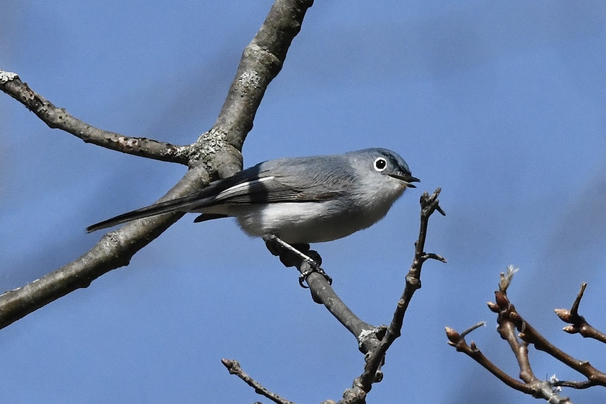 Blue-gray Gnatcatcher (Eastern) - ML435559181