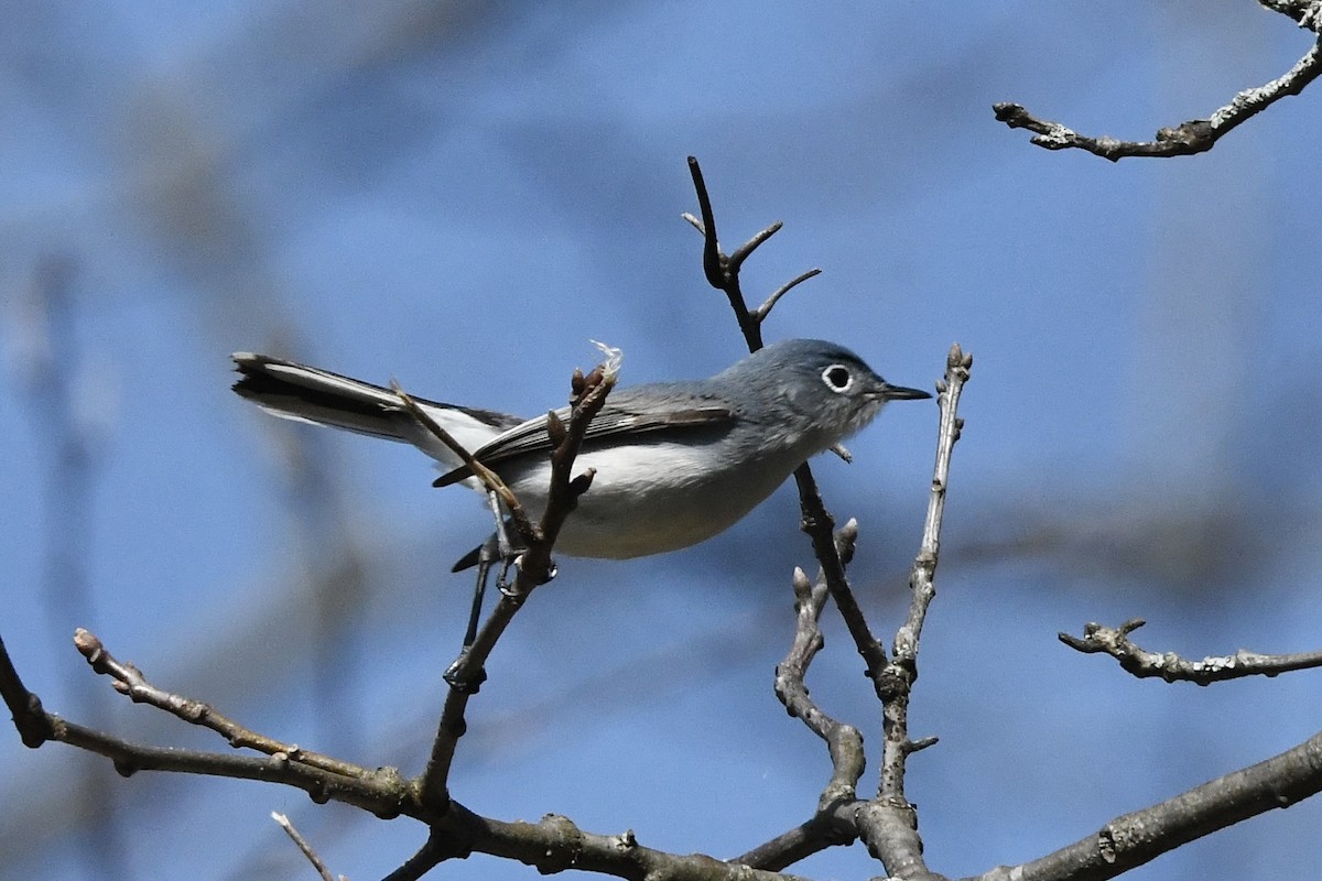 Blue-gray Gnatcatcher (Eastern) - ML435559191