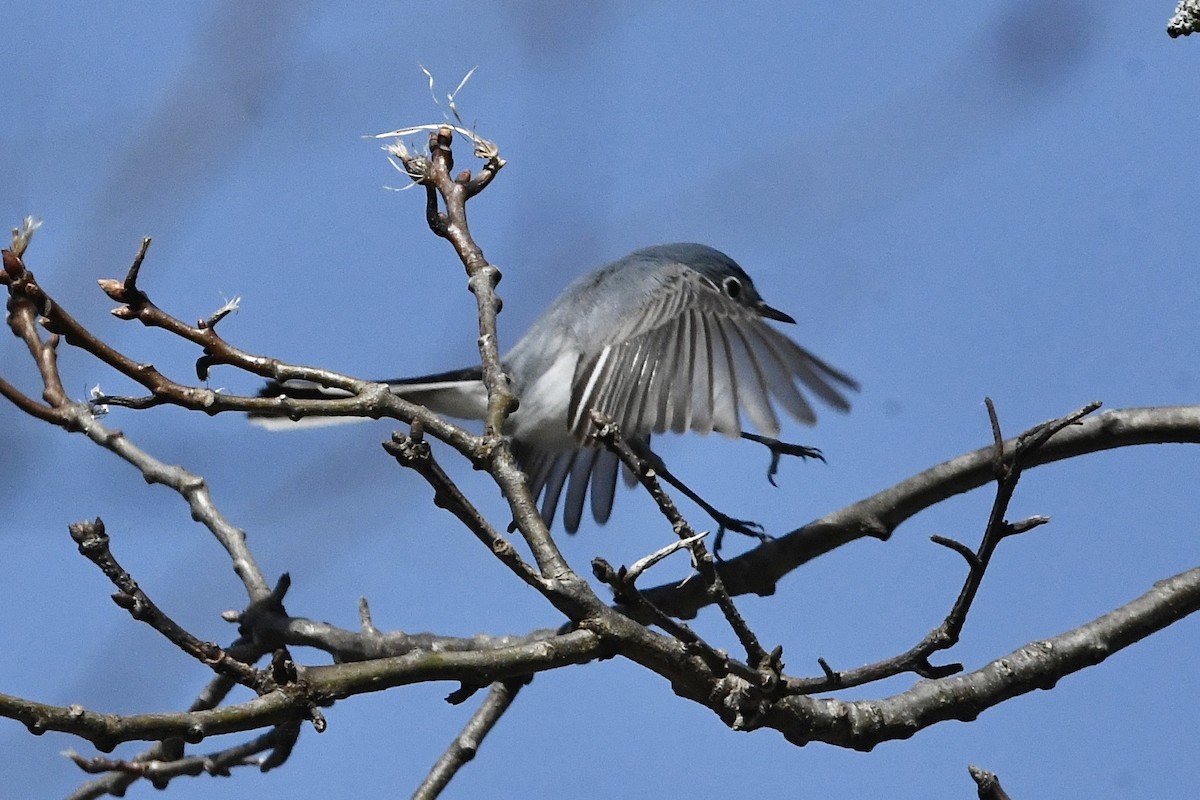 Blue-gray Gnatcatcher (Eastern) - ML435559201