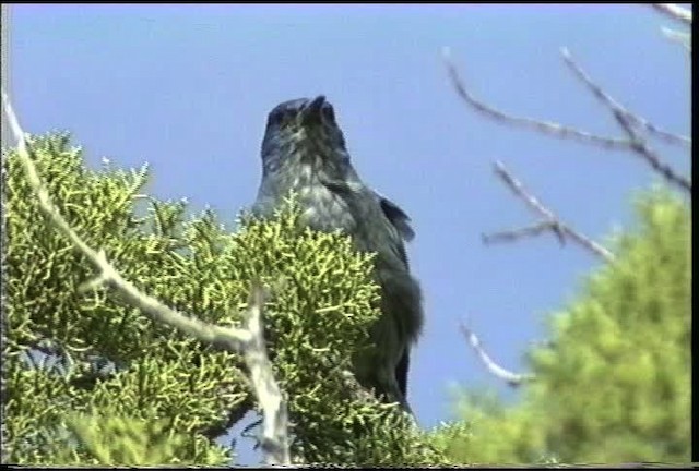 Pinyon Jay - ML435561