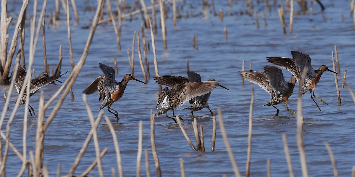 Long-billed Dowitcher - ML435563761