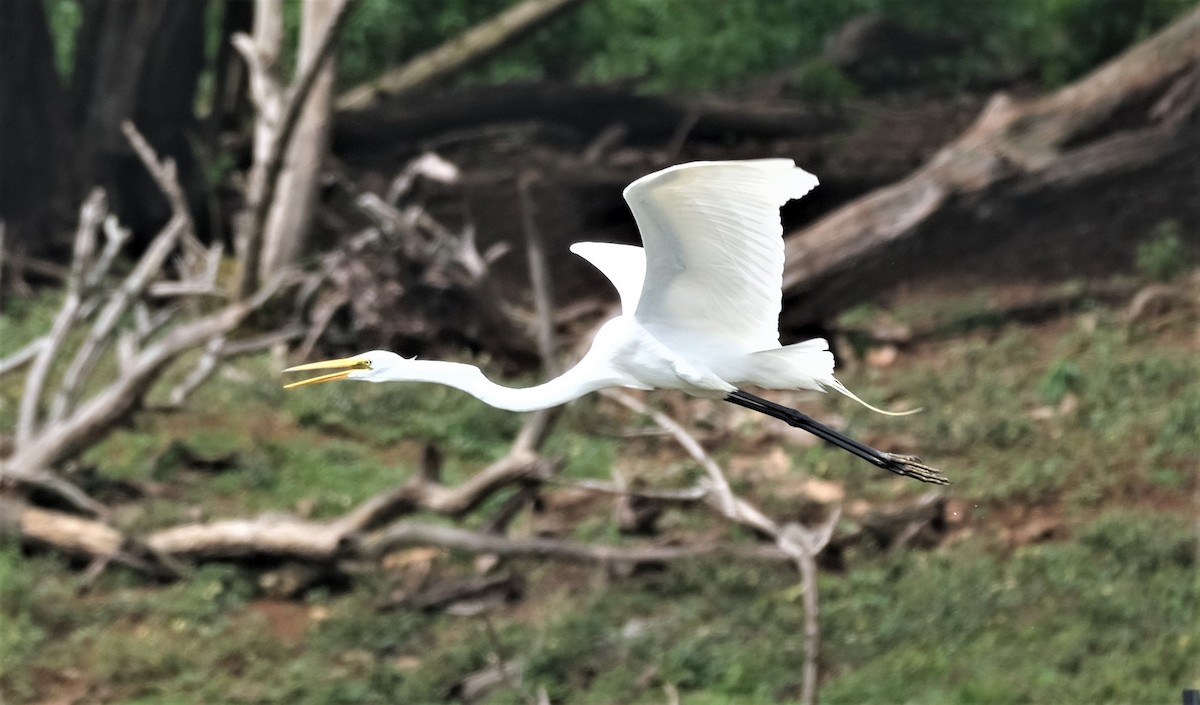 Great Egret - ML435564271