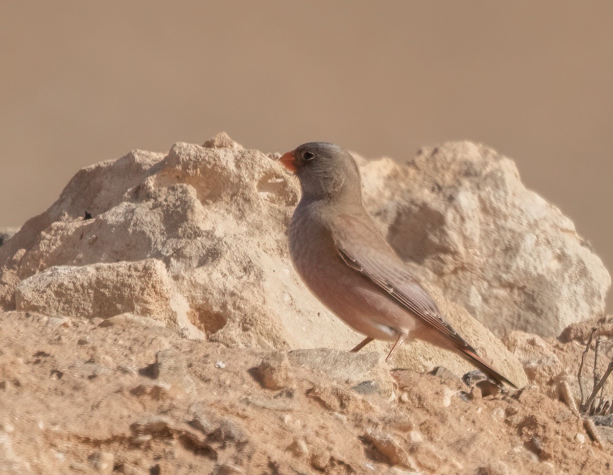 Trumpeter Finch - John Sterling