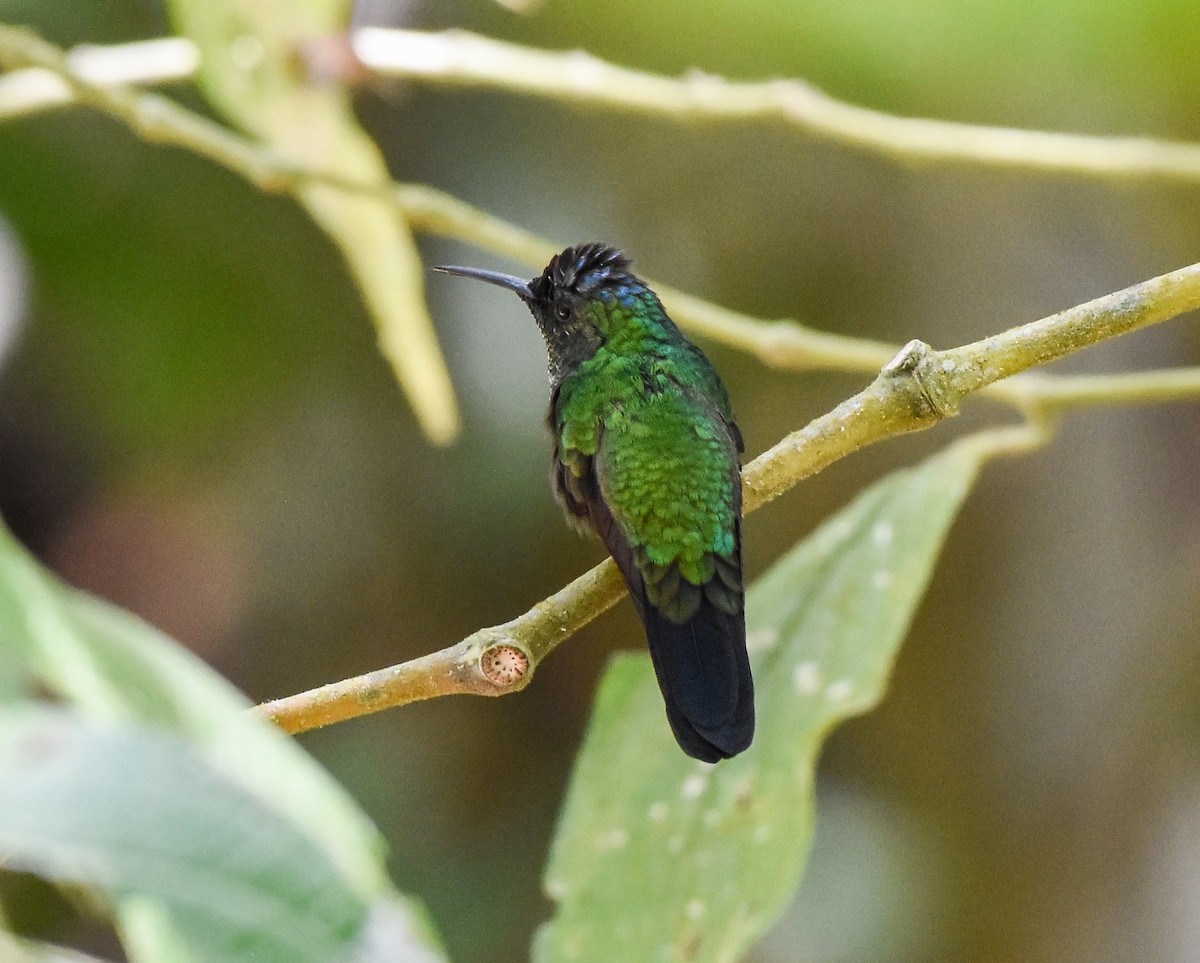 Mexican Woodnymph - ML435564901