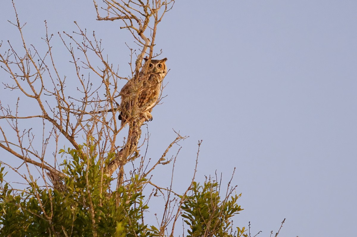Great Horned Owl - ML435565231