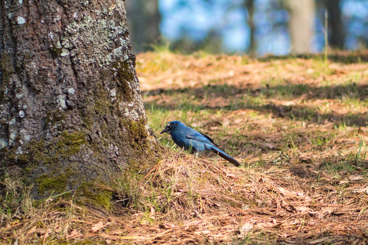 Steller's Jay (Middle American) - ML435566411