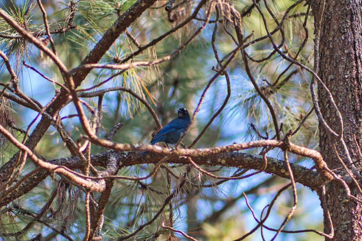 Steller's Jay (Middle American) - ML435566521