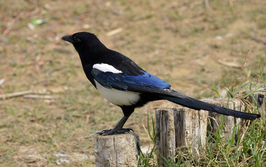 Oriental Magpie - ML435566761