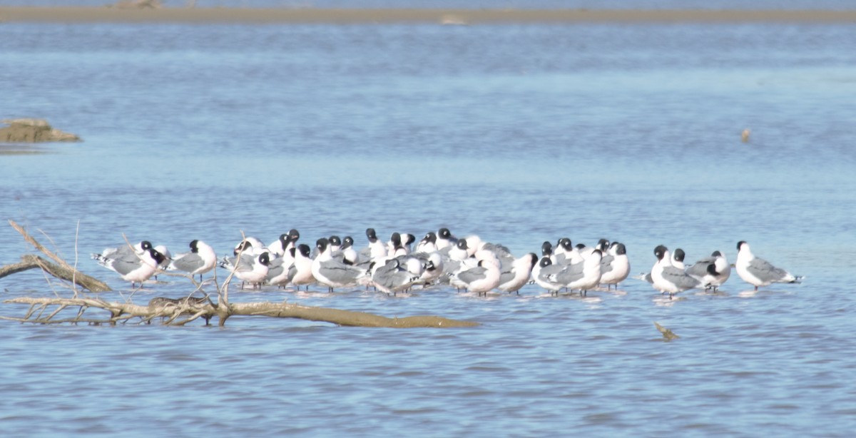 Franklin's Gull - ML435567771