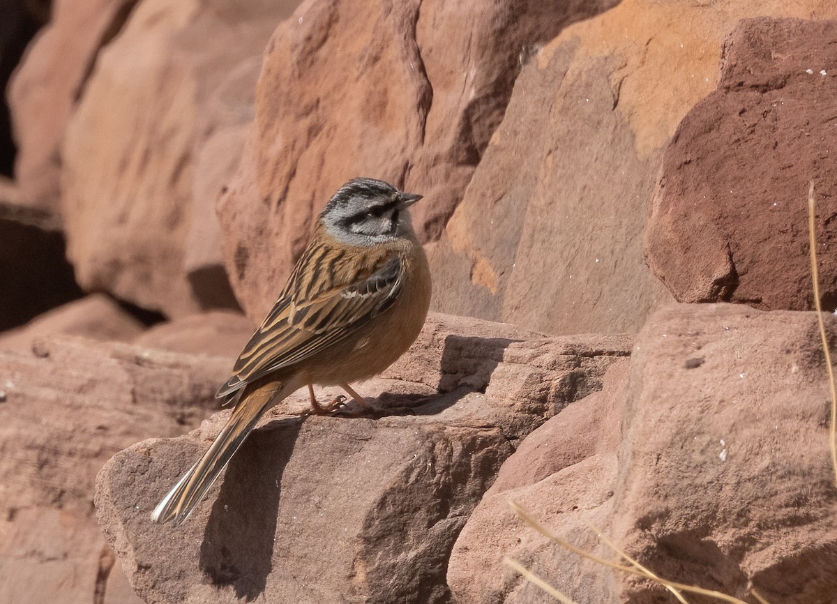 Rock Bunting - John Sterling