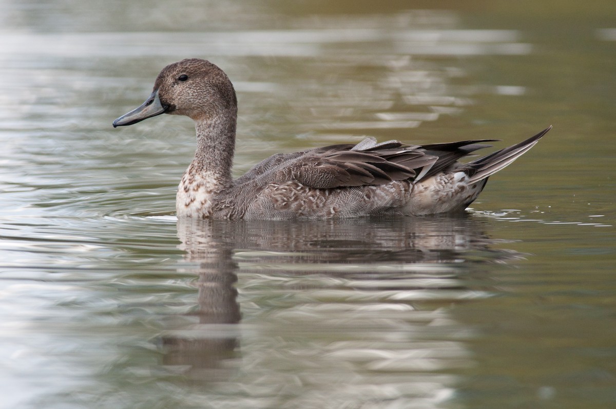 Northern Pintail - Amanda Guercio