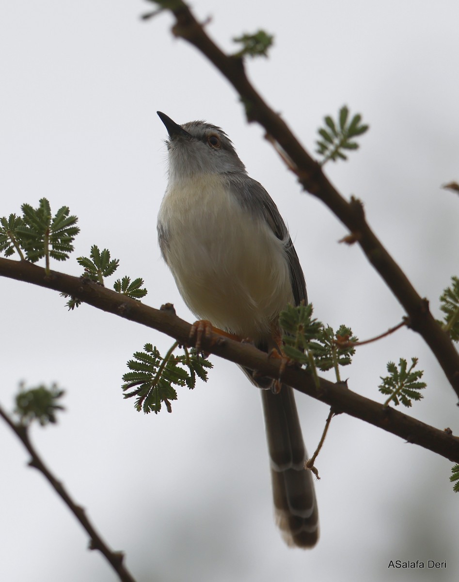 Pale Prinia - ML435570551