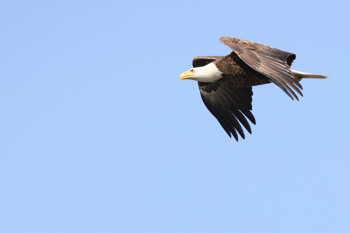 Bald Eagle - ML435572871