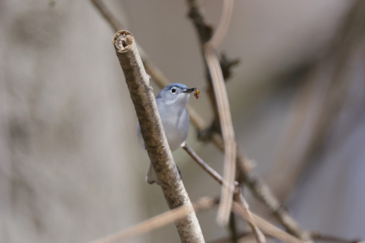 Blue-gray Gnatcatcher - ML435573171