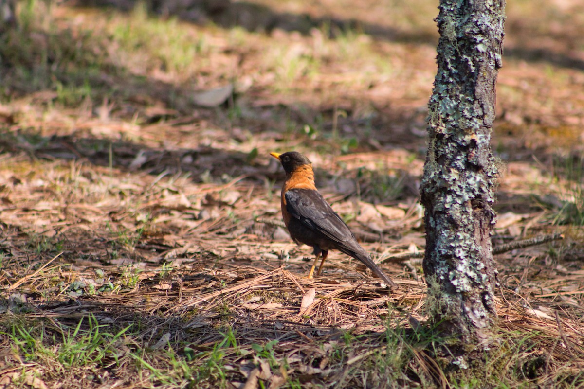 Rufous-collared Robin - ML435573331