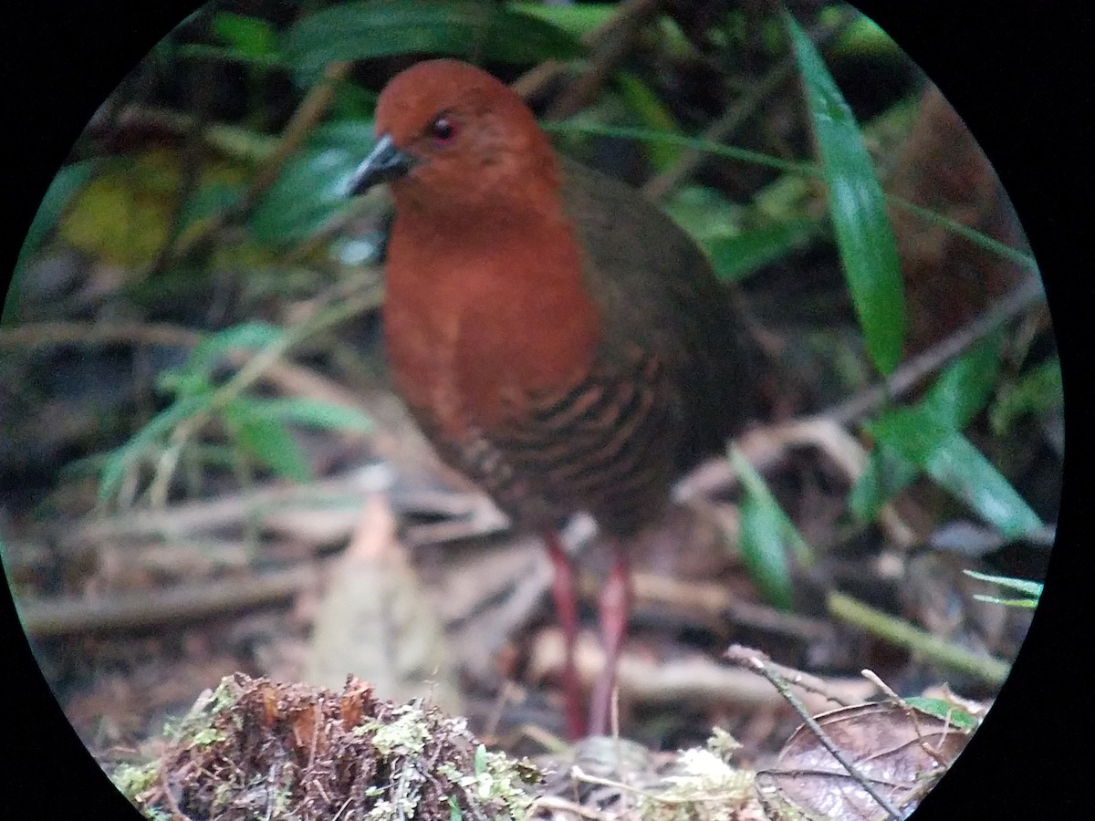 Black-banded Crake - Howie Nielsen