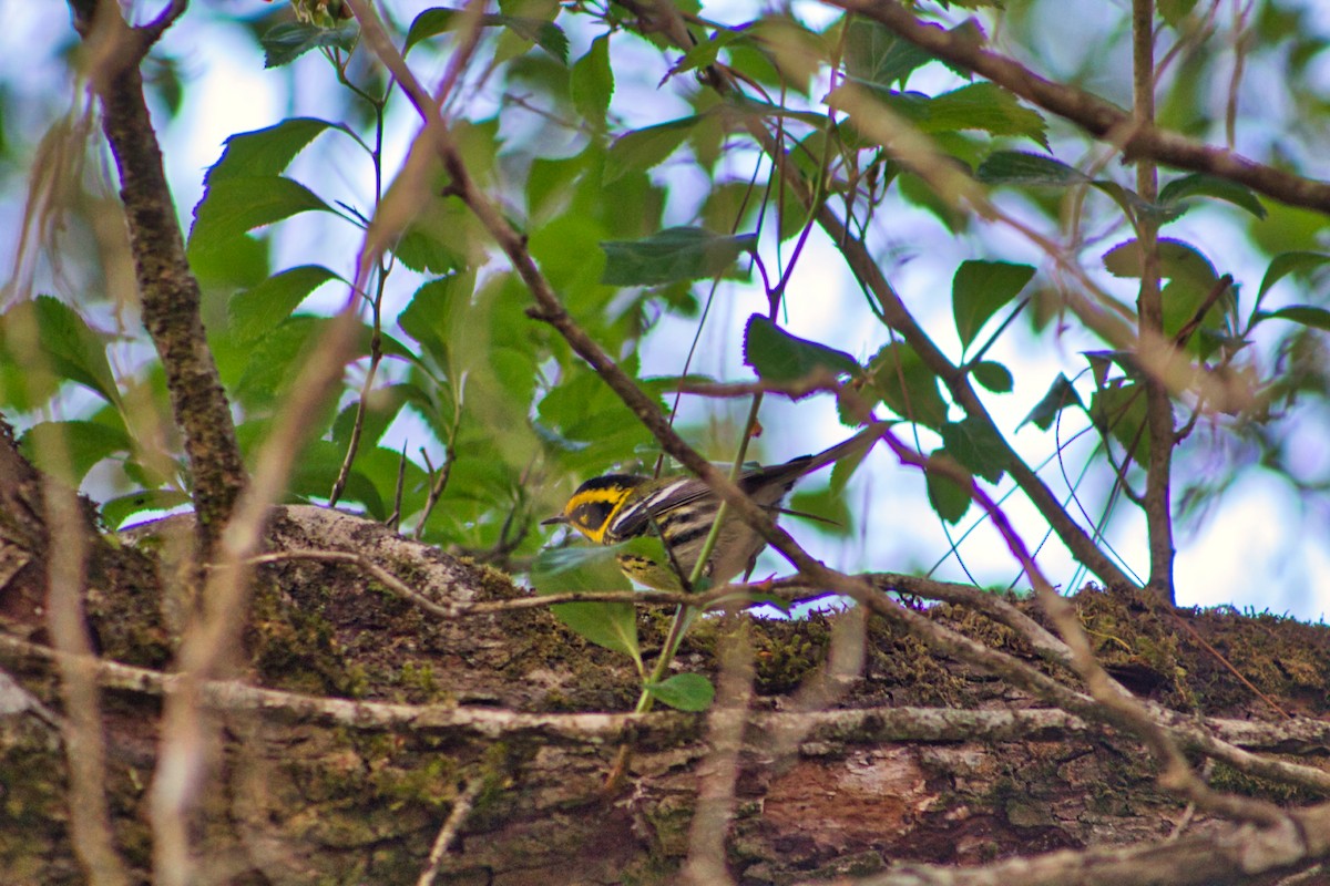 Townsend's Warbler - ML435573831