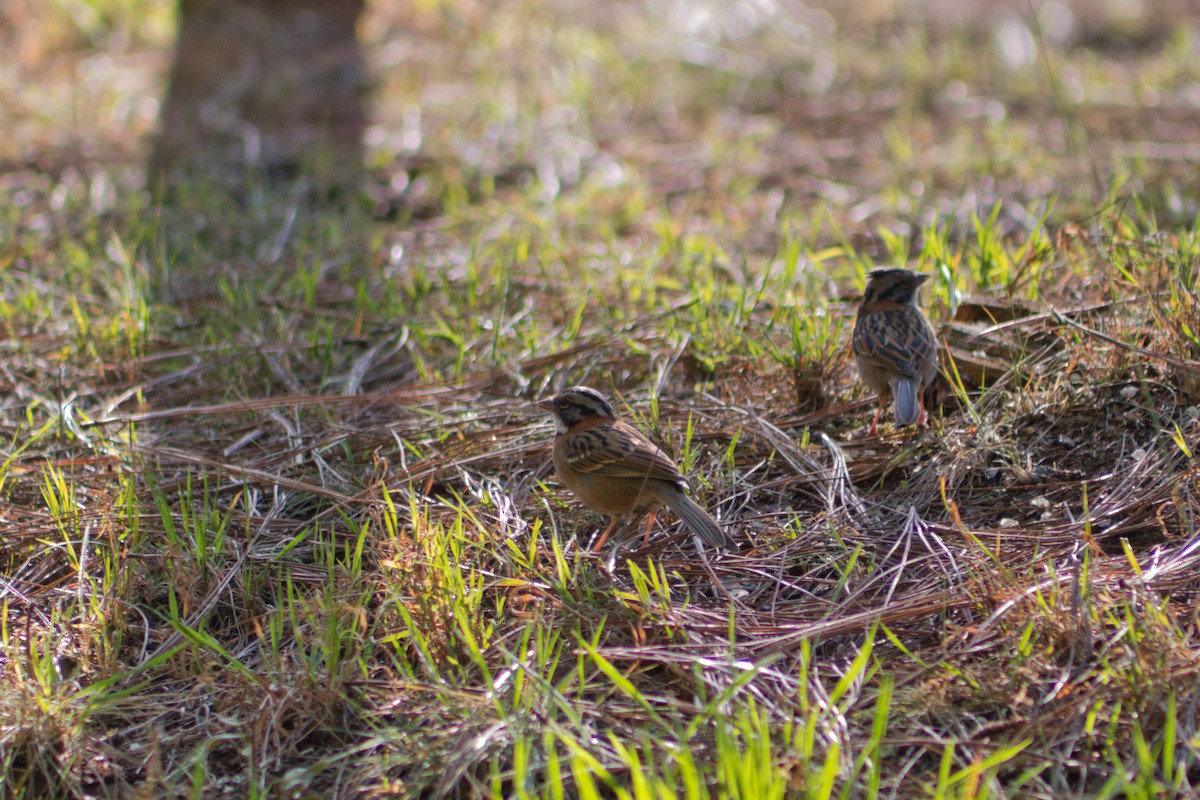 Rufous-collared Sparrow - ML435573951