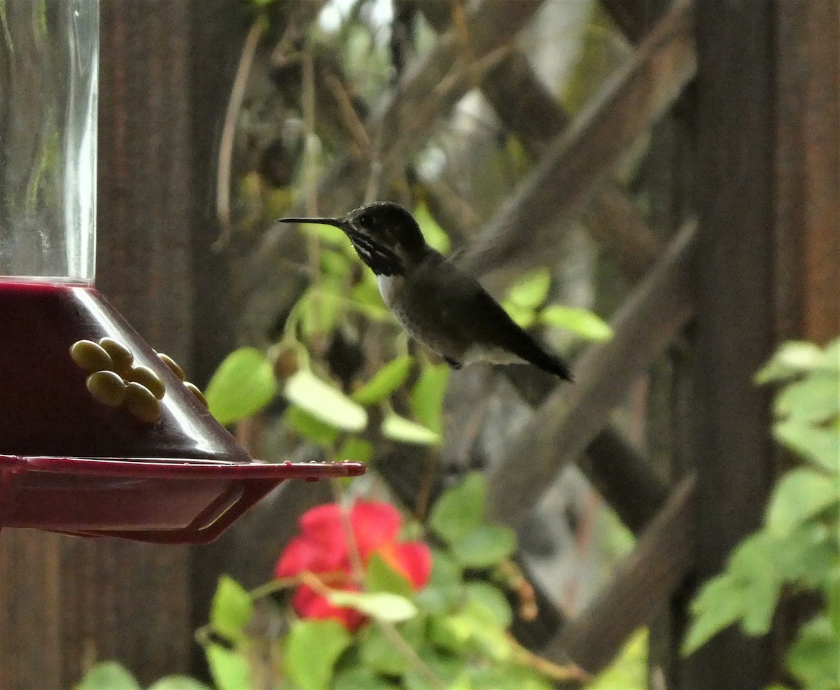 Calliope Hummingbird - ML435574021