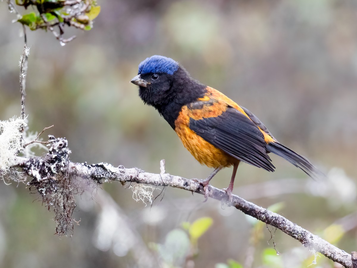 Photos - Golden-backed Mountain Tanager - Cnemathraupis