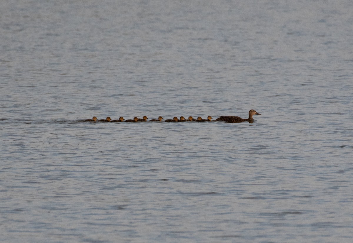 Floridaente (fulvigula) - ML435575961