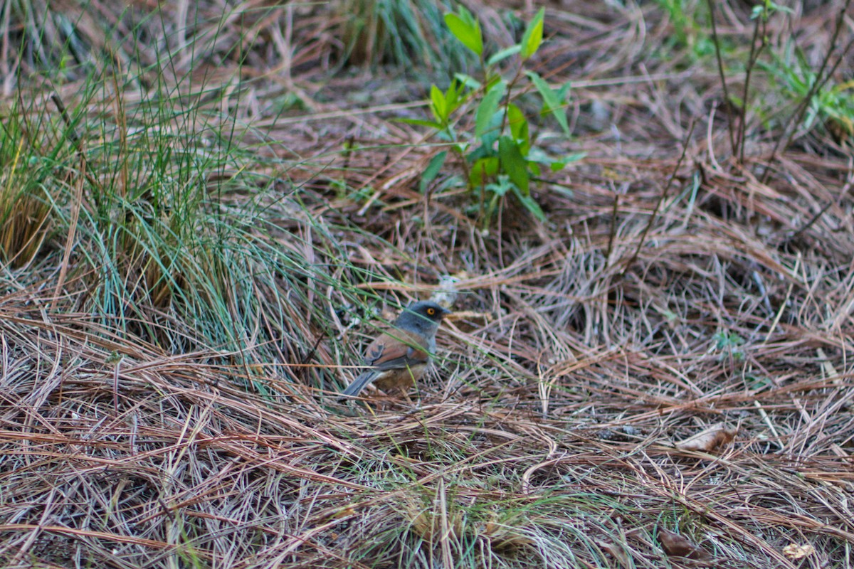 Yellow-eyed Junco - ML435576231