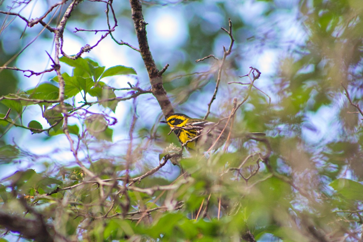 Townsend's Warbler - ML435576261