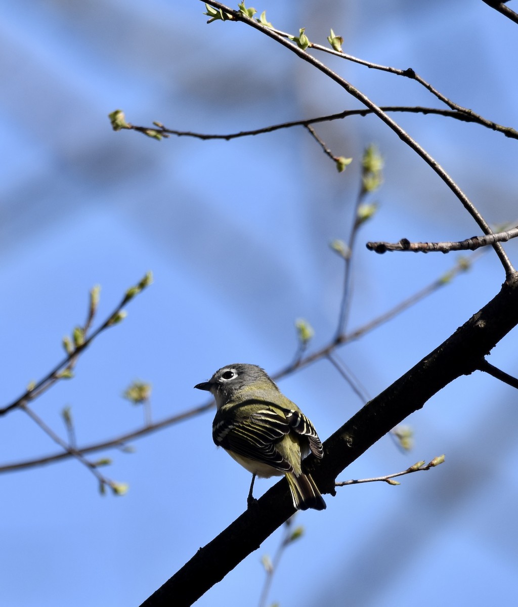 Blue-headed Vireo - Lisa Kaufman