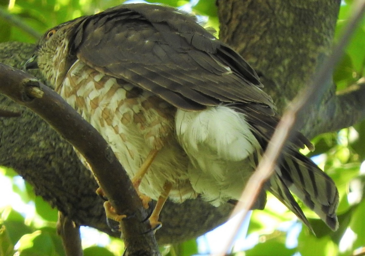 Sharp-shinned Hawk - ML435576901