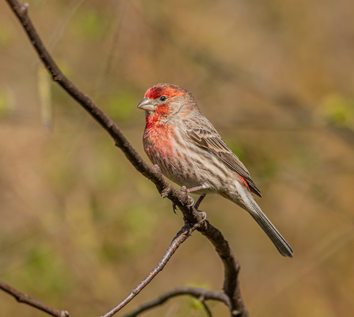 House Finch - Sunny Zhang