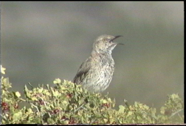 Sage Thrasher - ML435579