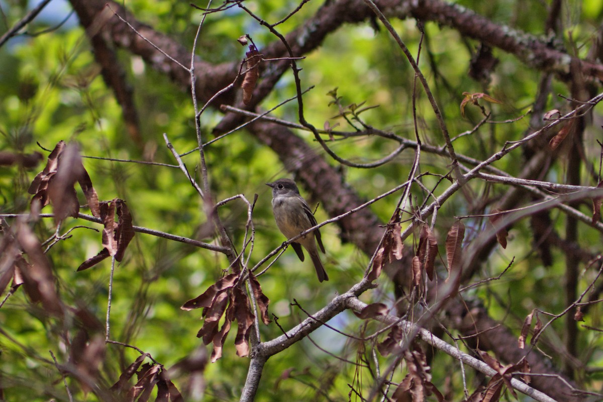 Hammond's Flycatcher - ML435579411