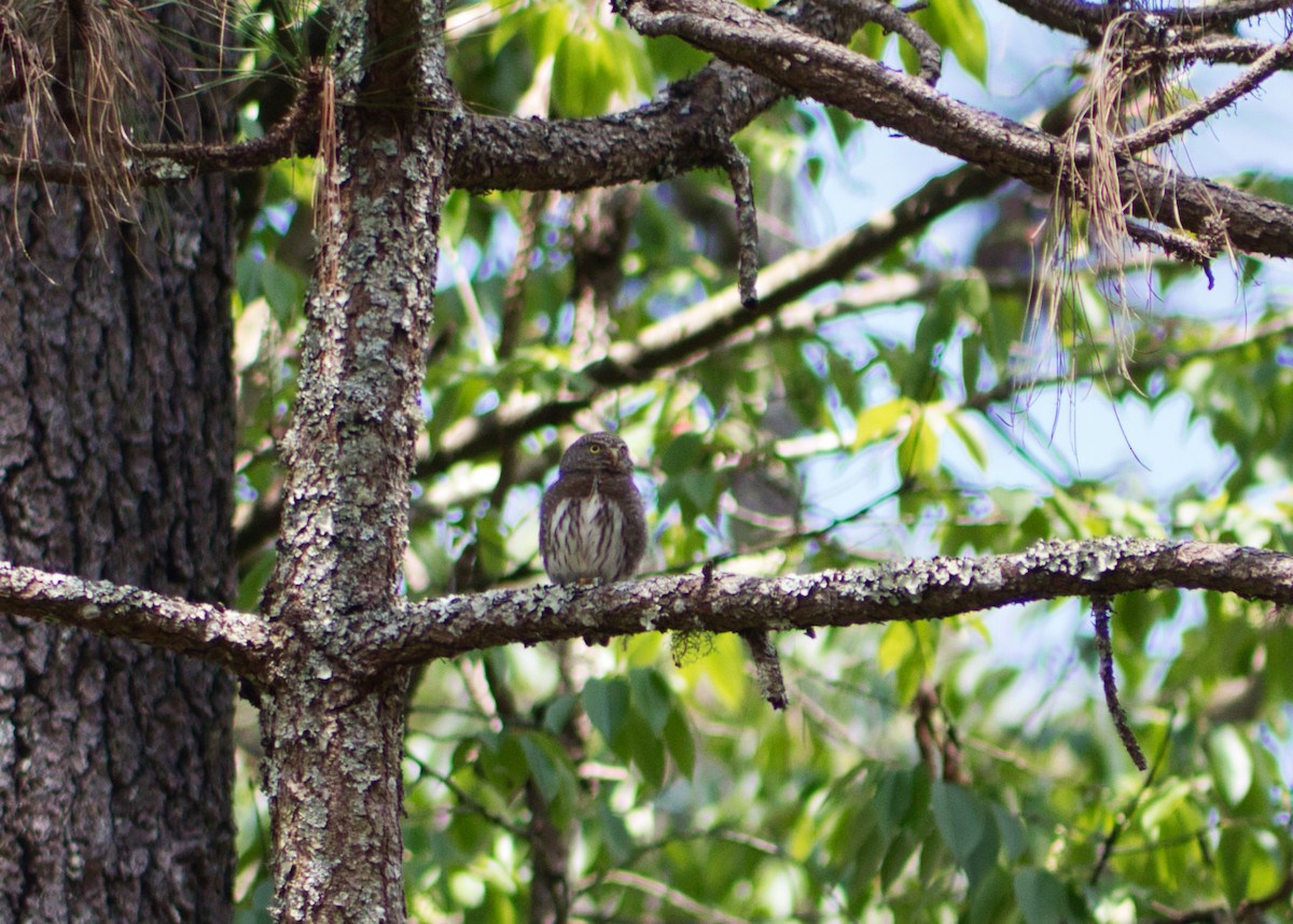 Northern Pygmy-Owl - ML435579811