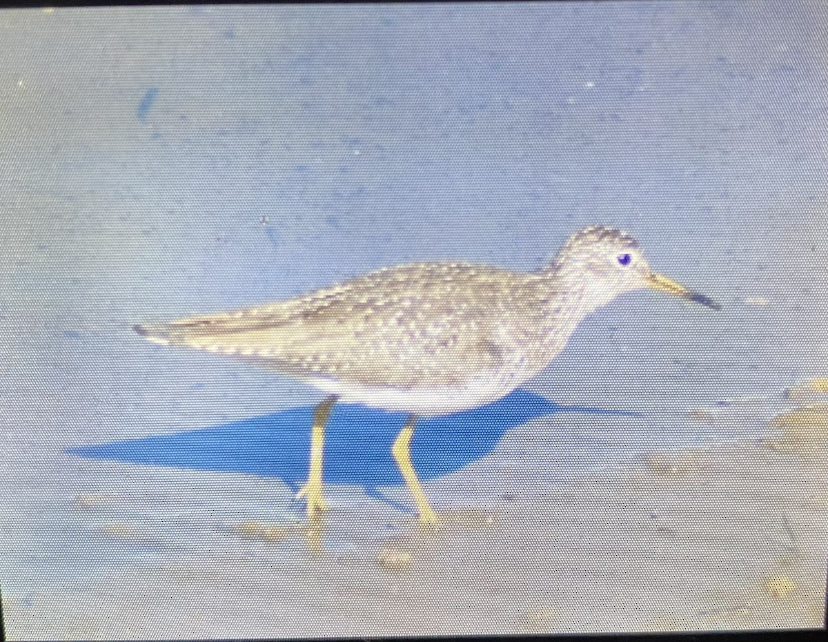 Solitary Sandpiper - Kyle Burt