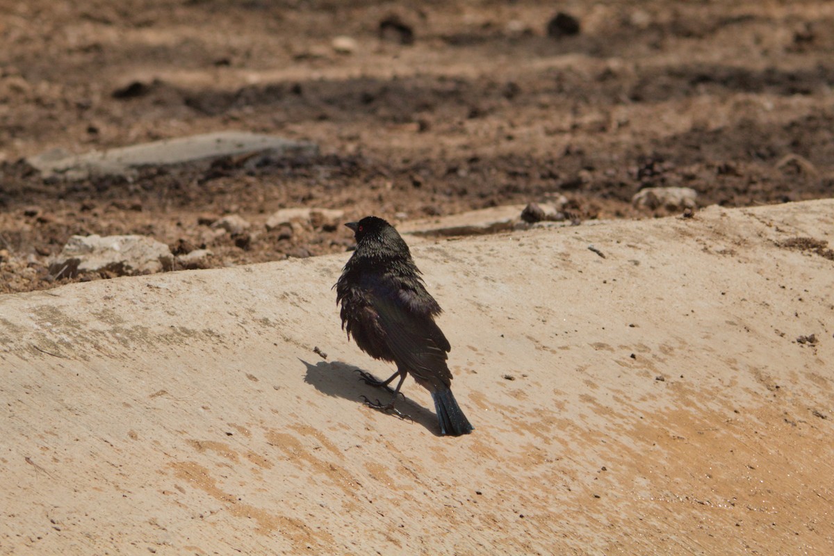 Bronzed Cowbird - ML435580251