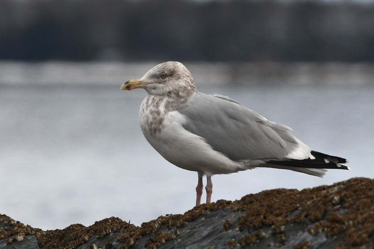 Herring Gull (American) - David M. Bell