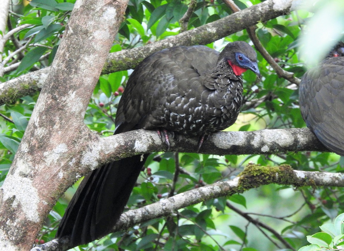 Crested Guan - ML435580861