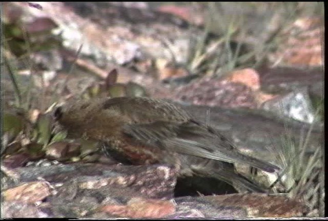 Brown-capped Rosy-Finch - ML435581