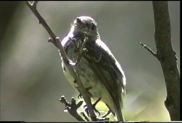 Dusky Flycatcher - ML435582