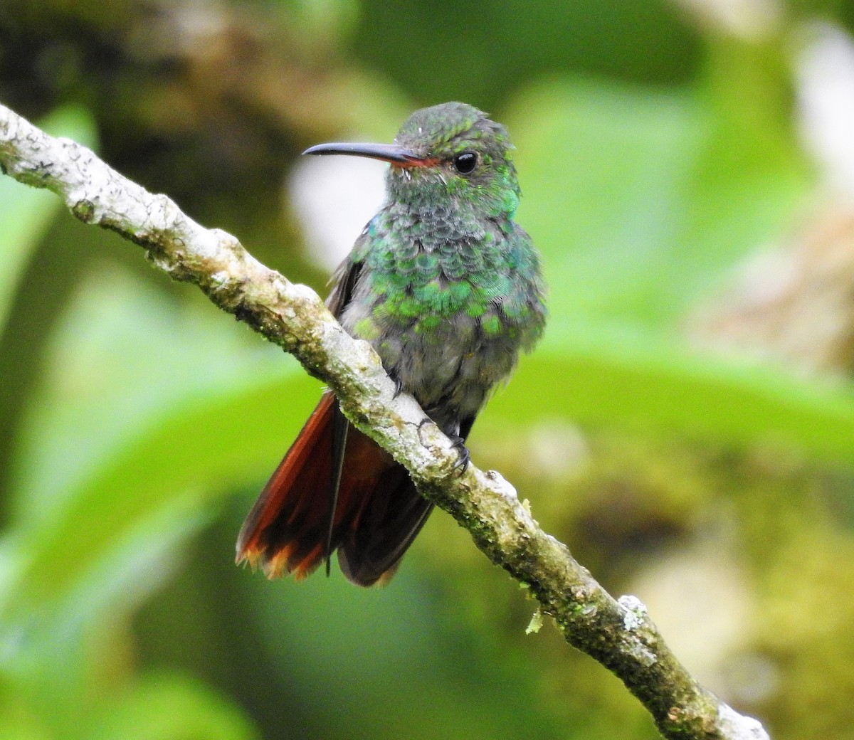 Rufous-tailed Hummingbird - ML435582031