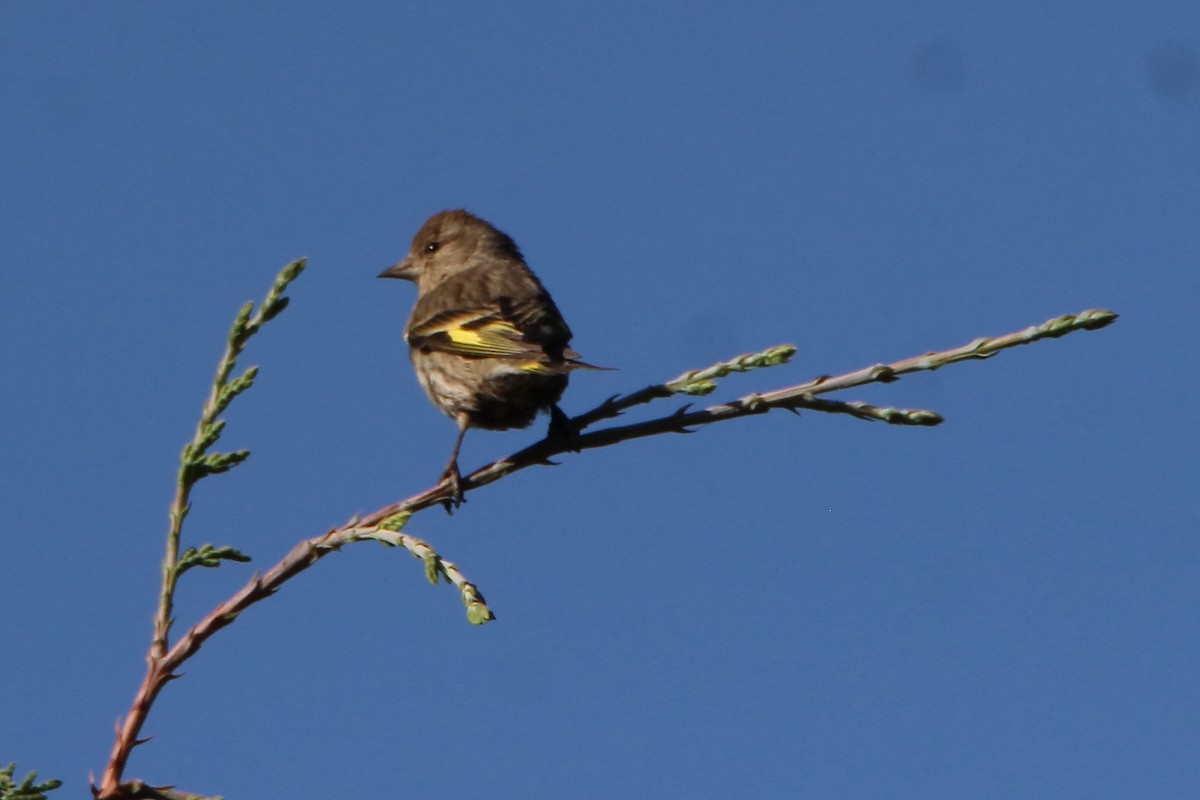 Jilguero de Los Pinos - ML435582861