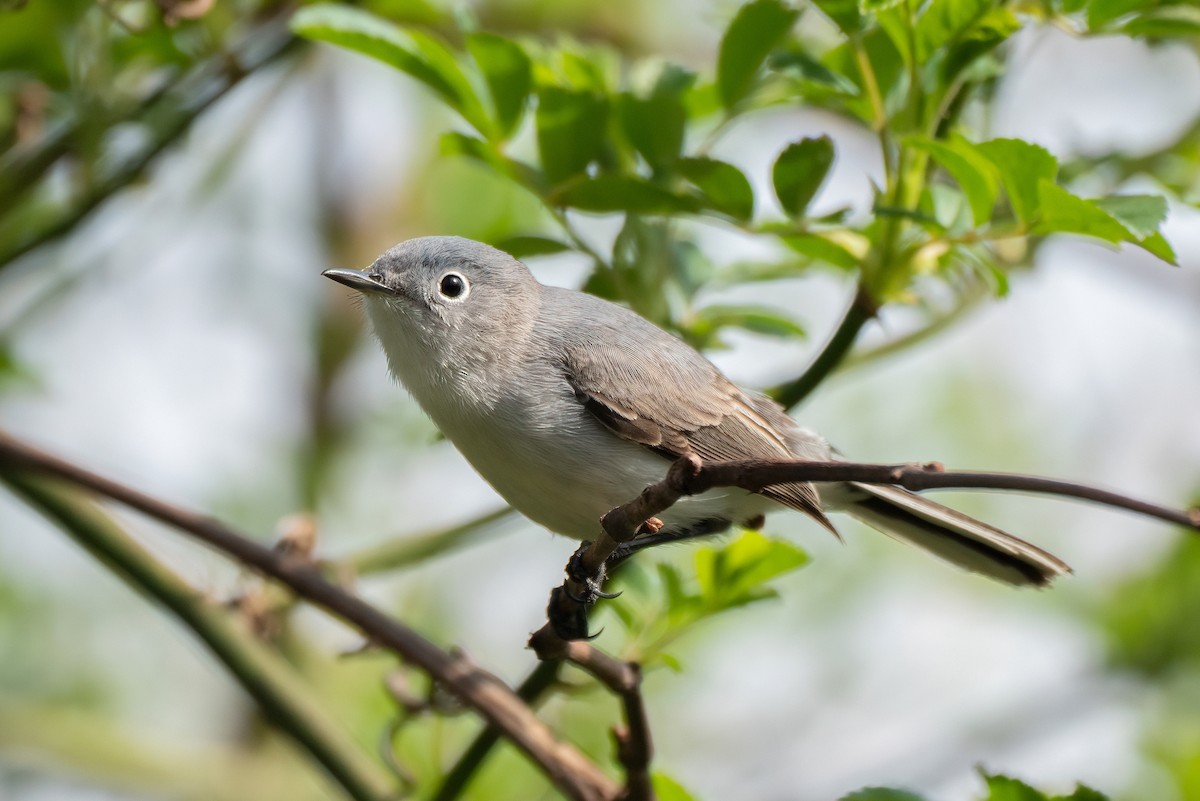 Blue-gray Gnatcatcher - ML435584121