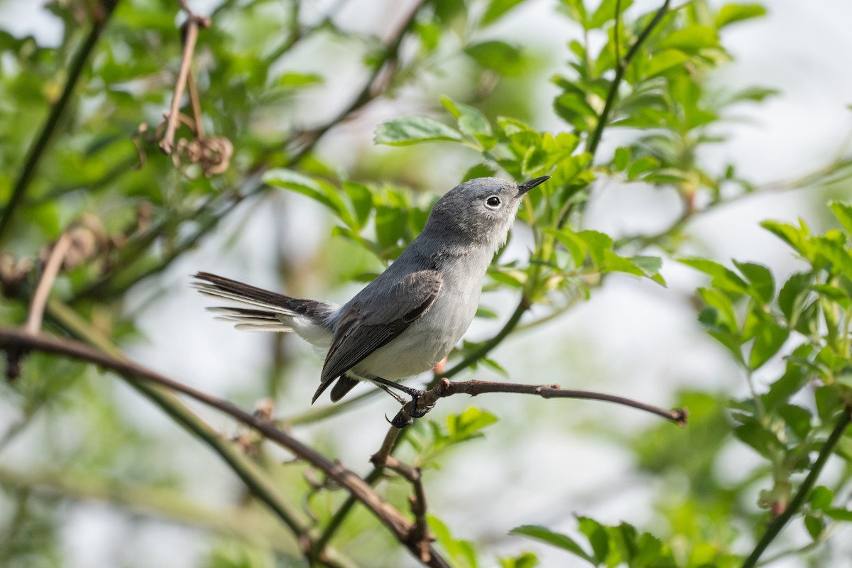 Blue-gray Gnatcatcher - ML435584151