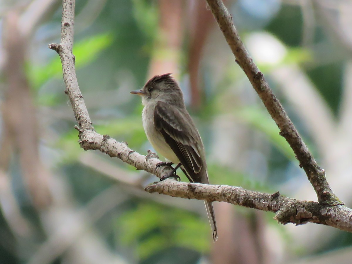 Eastern Wood-Pewee - ML435584531