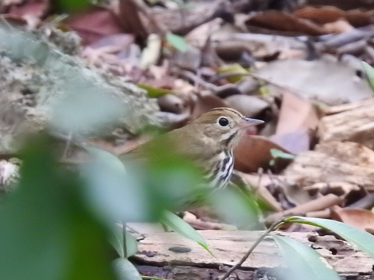Ovenbird - ML435585161